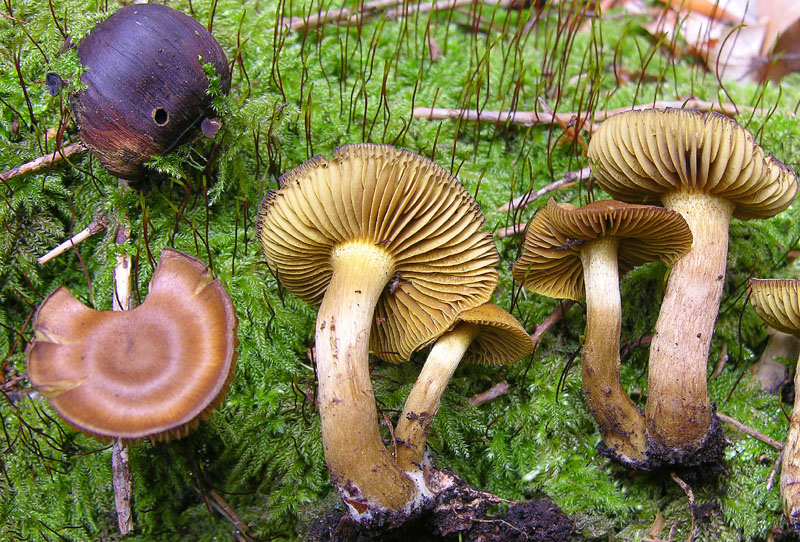 Cortinarius croceus?